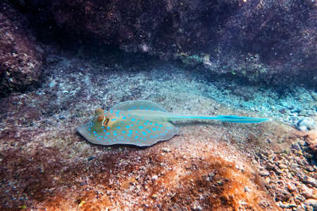 Blue spotted Stingray on sand bootom in the Red Sea