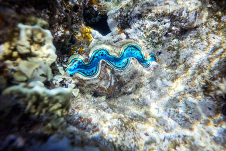 Fluted clam in the tropical coral reefの写真素材