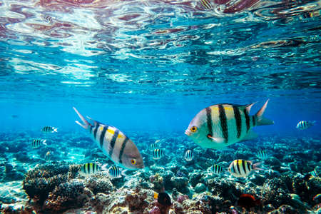 Sergeant Major Fish school on a coral reef i