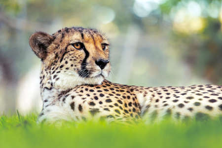 Cheetah portrait in the African savannahの写真素材