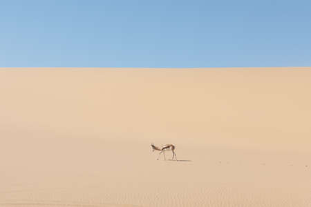 A male of black-faced impala in desertの写真素材
