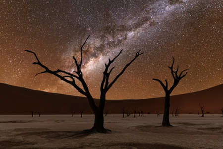 Dead trees at Deadvlei at nightの写真素材