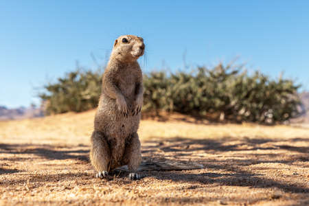 African ground squirrel in Namibiaの写真素材