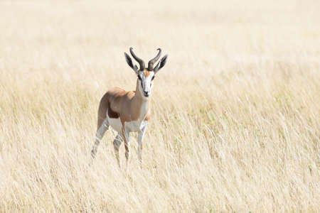 A male of black-faced impala