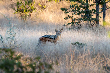 Black-backed jackal in african byshの写真素材