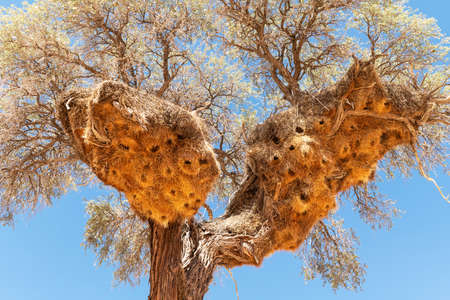 Sociable Weavers nest on acacia treeの写真素材