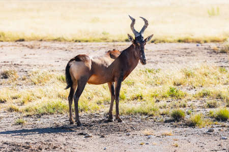 Red Hartebeest on the dry brown savannahの写真素材