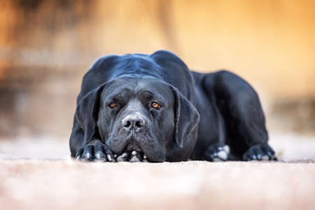 Black dog breed Cane Corso lies on the ground