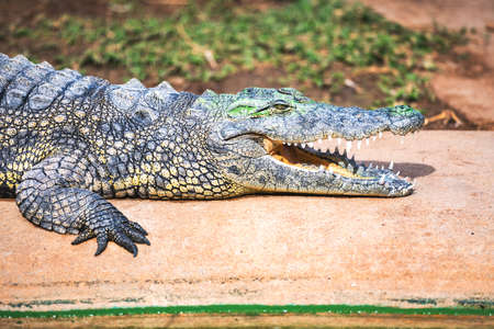Big african alligator crocodile with open mouthの写真素材