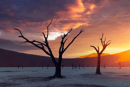Dead Camelthorn Trees at sunriseの写真素材