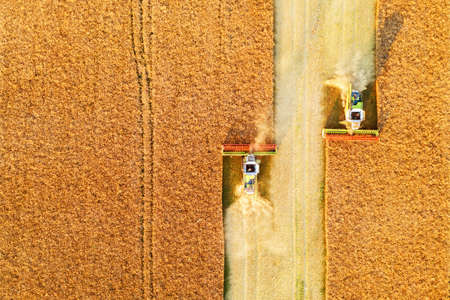Harvesting oilseed rape in autumn fieldの写真素材