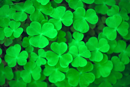 Green clover leaves close up