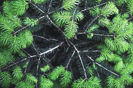 Closeup nature view of green spruce needles on spring twigsの写真素材