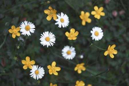 Closeup of yellow wildflowers on blurred green backgroundの写真素材