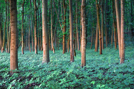 Young oak stree seedlings in oak forestの写真素材