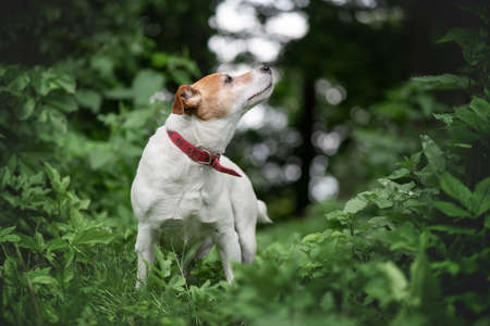 Jack russel terrier dog in green spring forestの写真素材