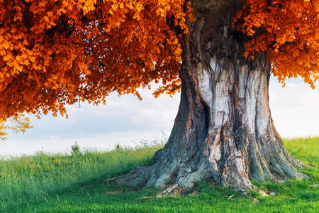 Old linden tree on autumn meadowの写真素材