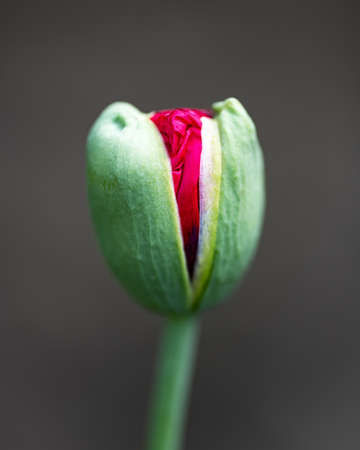 Young green poppy bud with red flower insideの写真素材