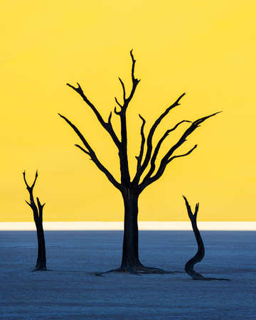 Dead Camelthorn Trees at sunriseの写真素材