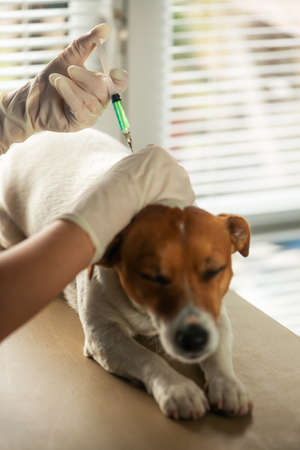 Dog injecting vaccine by vet doctorの写真素材