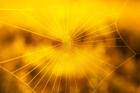 Spider web on blurred yellow background