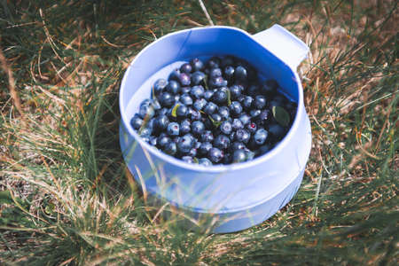 Blueberry berries in blue cup in green fernの写真素材