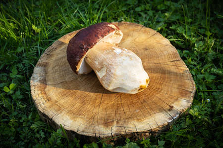 Big white mushroom porcini on wooden plateの写真素材