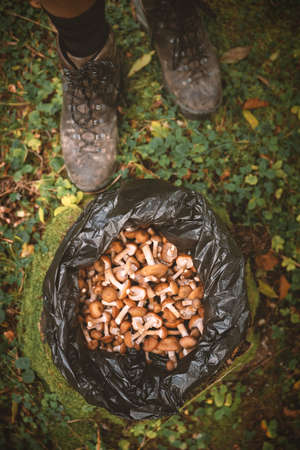 Honey mushrooms on stump in black plastic bagの写真素材