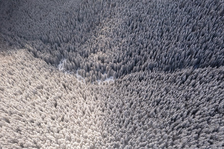 Aerial drone top down fly over winter spruceの写真素材