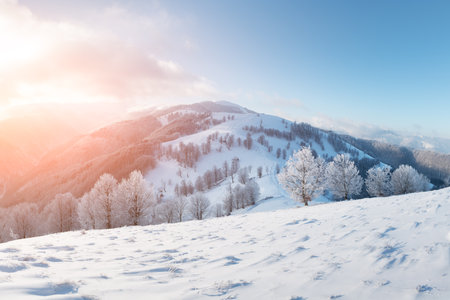 Amazing landscape with a lonely snowy treeの写真素材