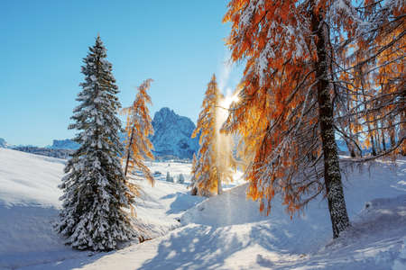 Picturesque landscape with orange larches covered by first snowの写真素材