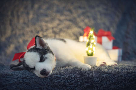 A small white dog puppy breed siberian huskyの写真素材