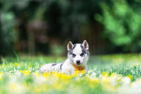 A small white dog puppy breed siberian huskyの写真素材