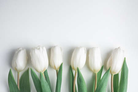 White tulip flowers in a row on white paperの写真素材