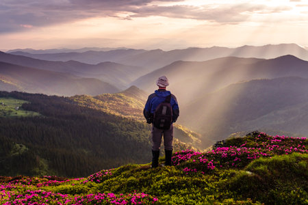 Photographer on mountains meadow covered by rhododendron flowers