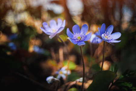 Biautiful blue spring flower in forest leaves