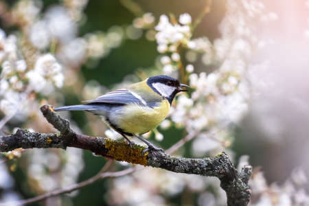 Small parus on twig with cherry flowersの写真素材
