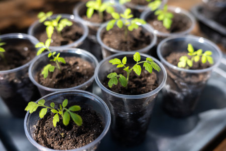 Small seedlings in plastic glass on a windowsillの写真素材