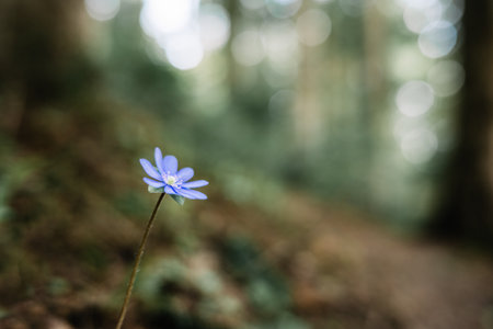 Single blue flower in dark forestの写真素材