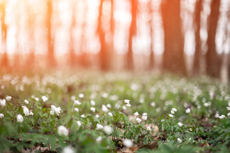 White wood anemone flowers in spring forest closeup