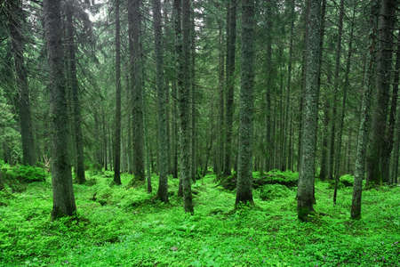 Beautiful evergreen forest with pine trees and grass