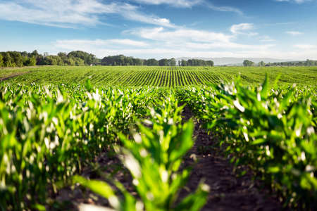 Green corn rows and waves of the agricultural fields of Ukraineの写真素材