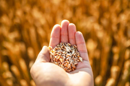 Ripe wheat grains in agronomist hands