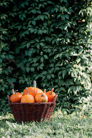 Different kind of pumpkins in garden grassの写真素材