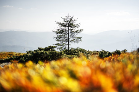 Lonely fir tree on autumn mountains meadow