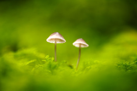 Beautiful macro shot of single forest mushroom