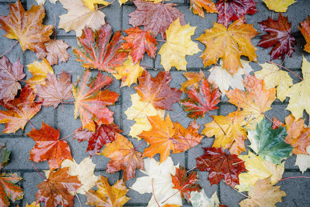 Wet orange leaves texture closeupの写真素材