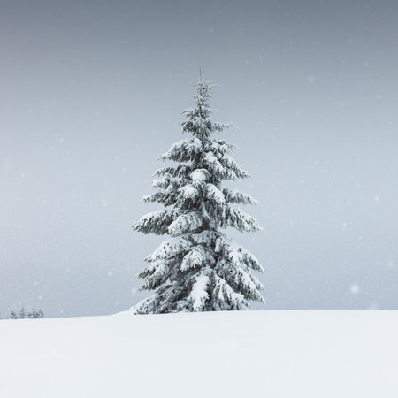 Amazing landscape with a lonely snowy tree