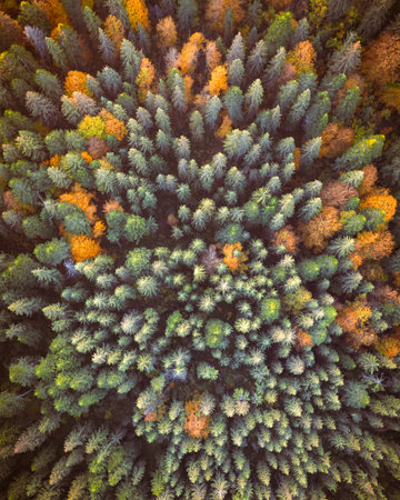 Orange and red autumn trees in colorful forestの写真素材