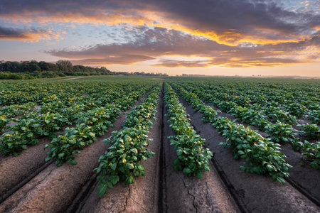 Agricultural field with even rows of potato